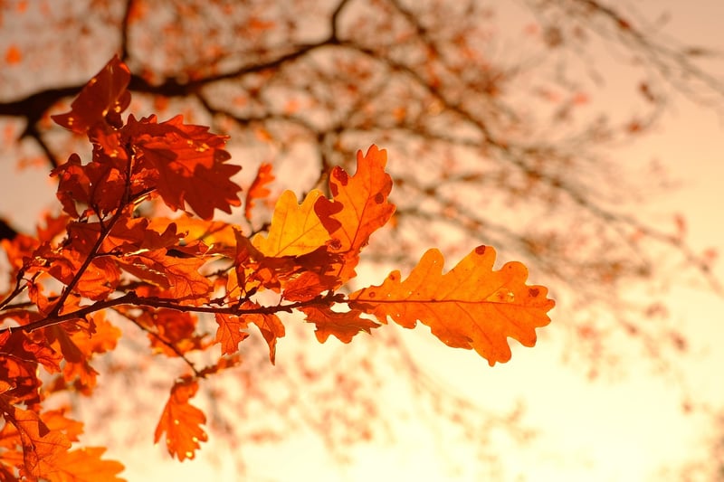 Fall Cleanup